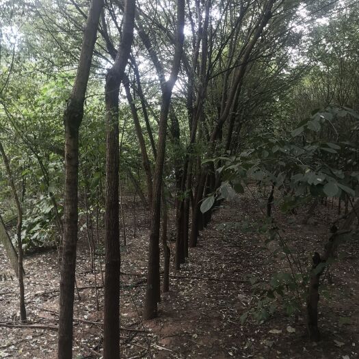 西安大量国槐苗木出售