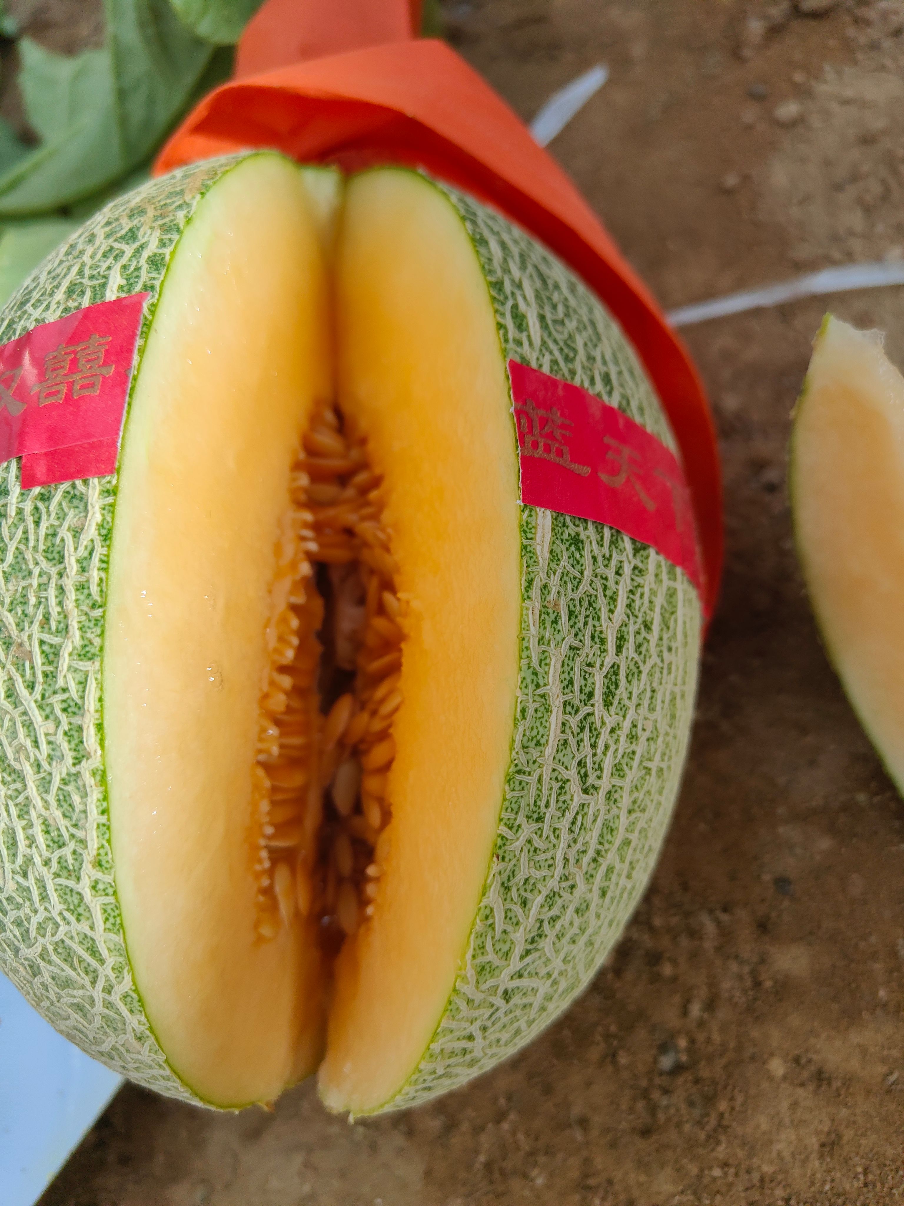 晓蜜25号  耀龙25号哈密瓜 甘肃产地代办 玉门哈密瓜 甘肃哈密瓜种植基