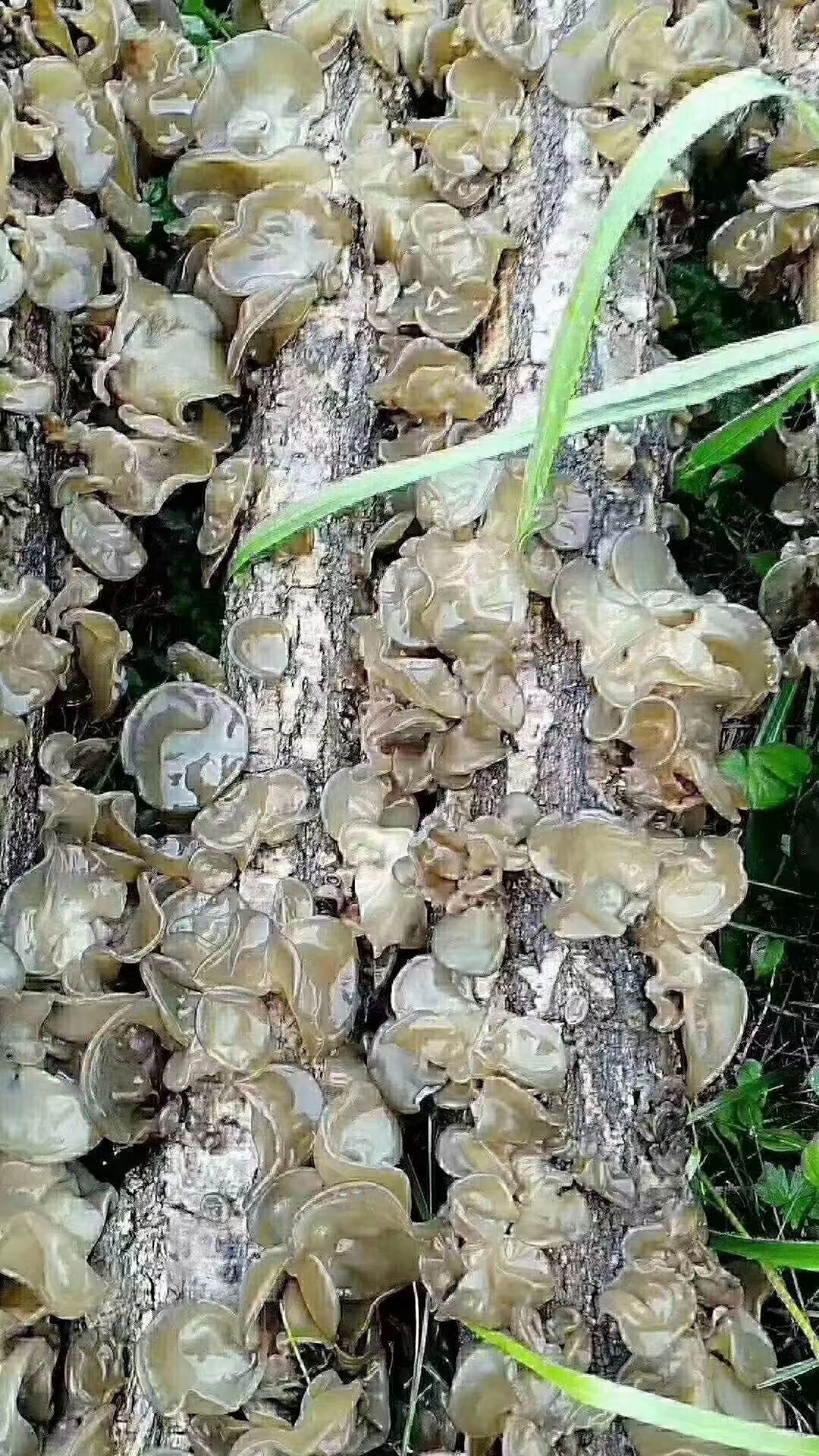 黑木耳 野生木耳长白山当地椴木