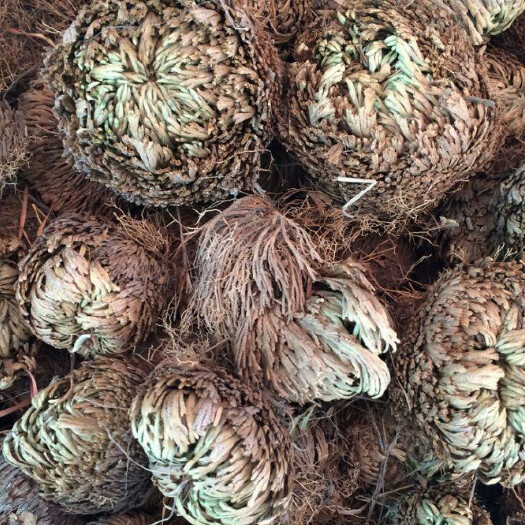 玉龙县卷柏