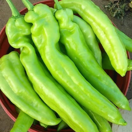 新乐市 大棚尖椒大量上市 质量有保证