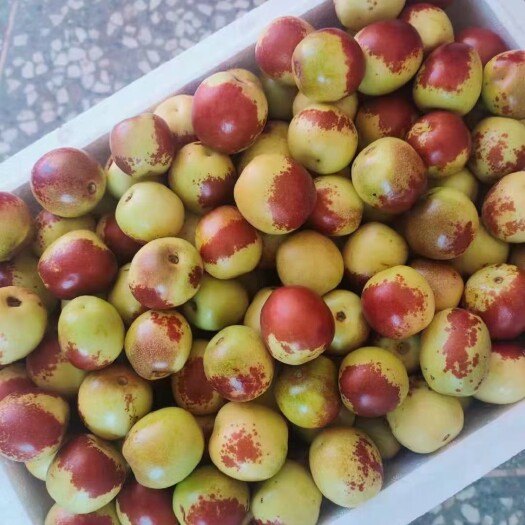 滨州 冬枣
