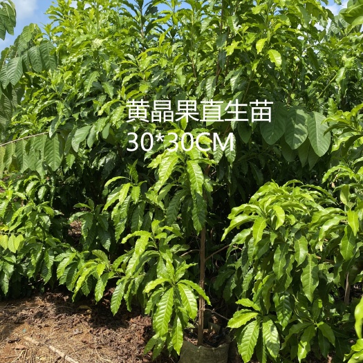 隆安县黄晶果苗 四季品种 专业嫁接 果苗粗壮 根须发达