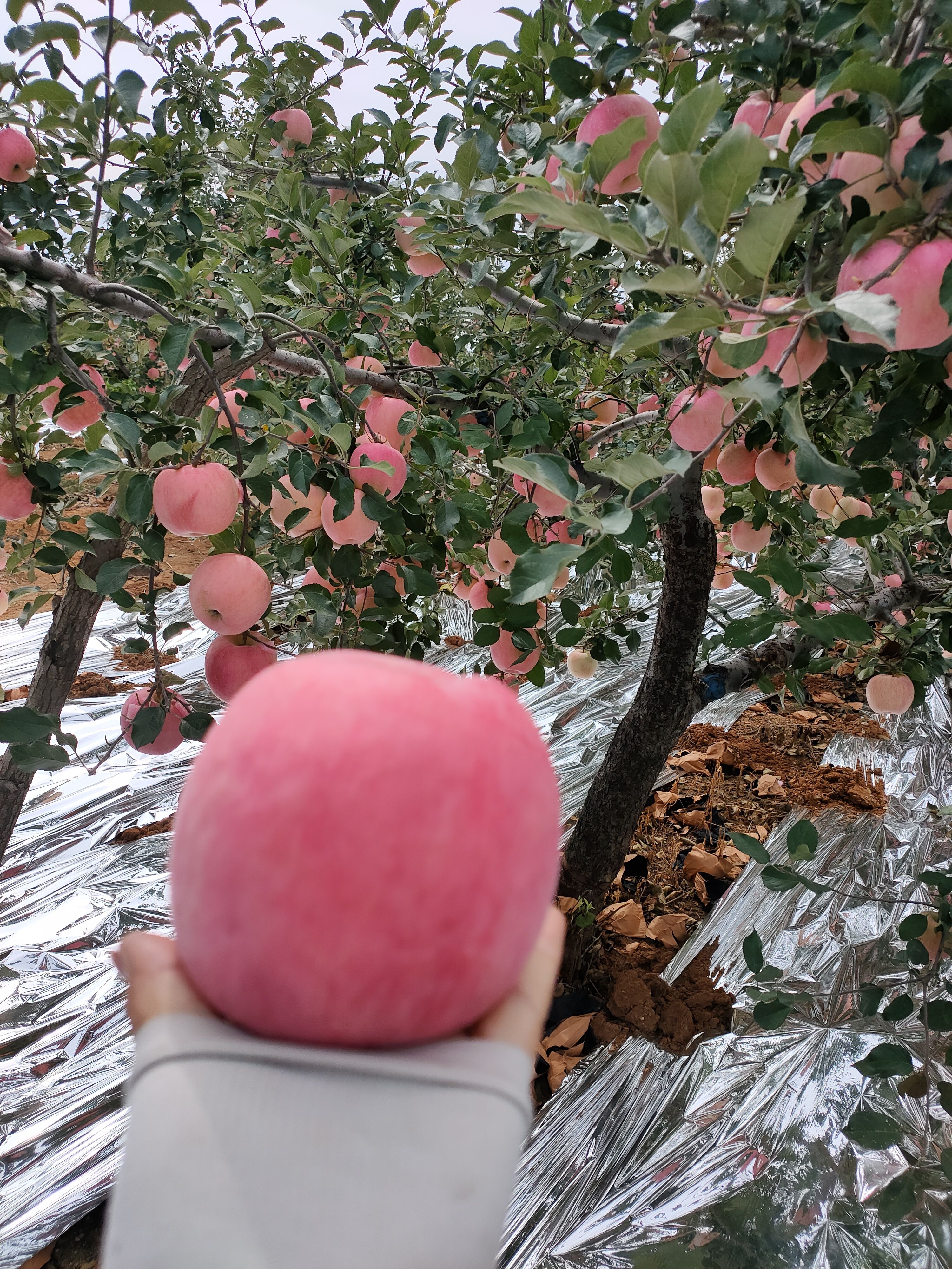 红将军苹果  红将军热卖，质量好，全红，卖相漂亮，果型高庄，口感甜脆多汁，