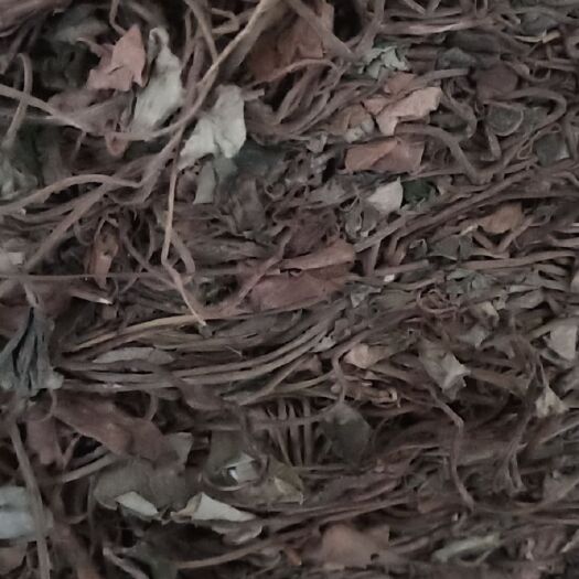 屏山县 金钱草