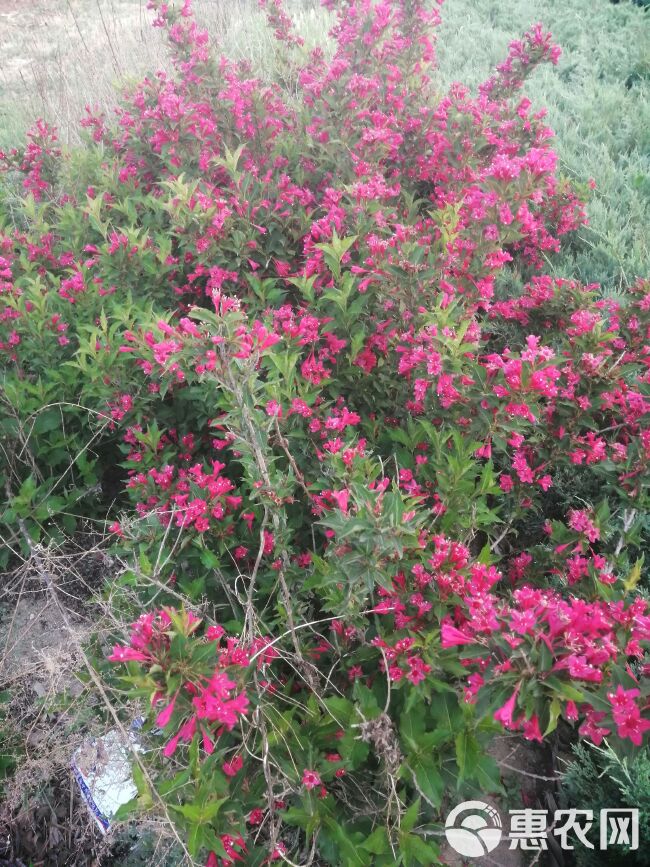 锦带花  红王子锦带绿化苗木