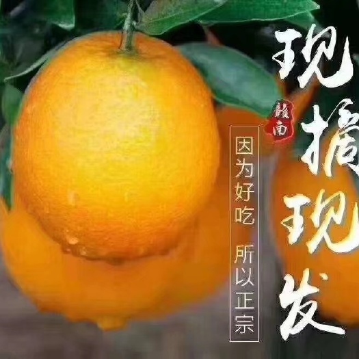 信丰县塔罗科血橙  赣南信丰脐橙，正宗卡拉血橙