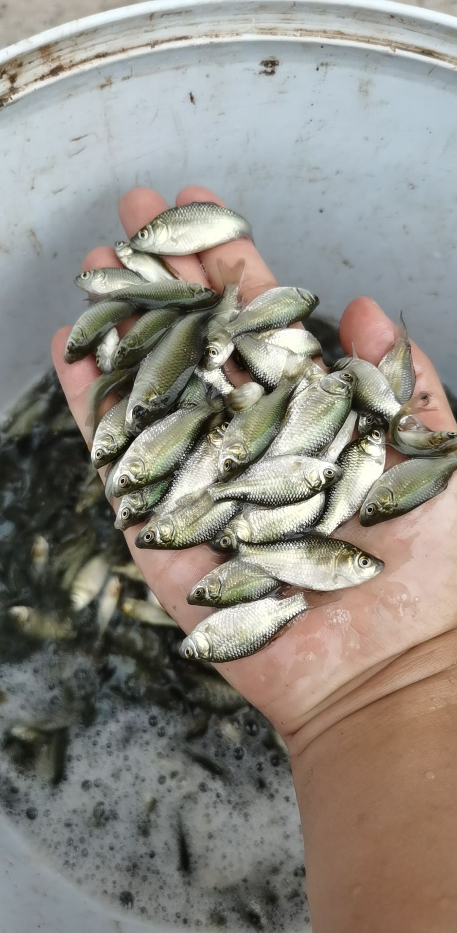 鲫鱼苗  中科三号，免费送货上门