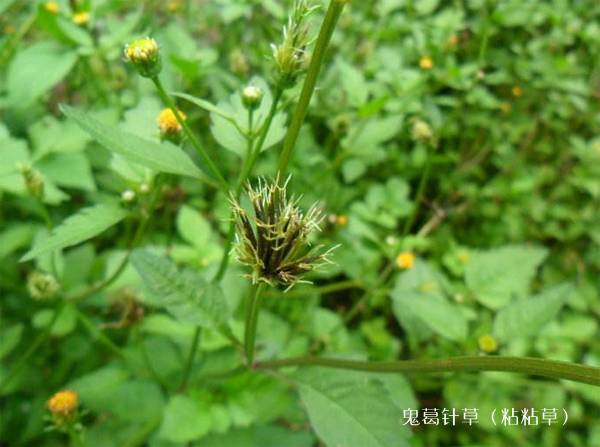 鬼针草 