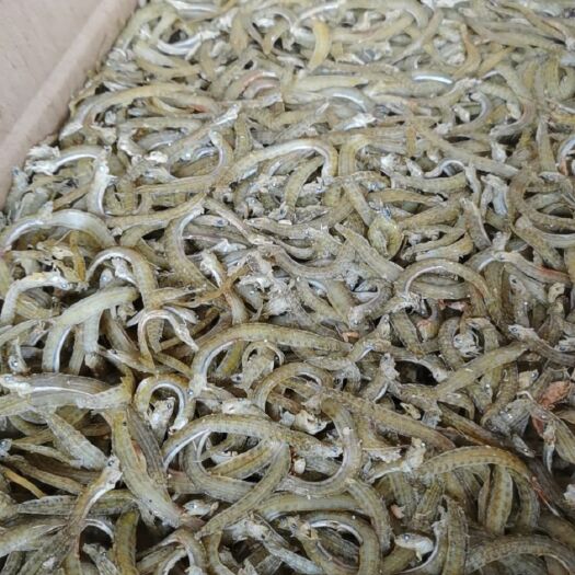 滨州凤尾鱼干 凤尾鱼