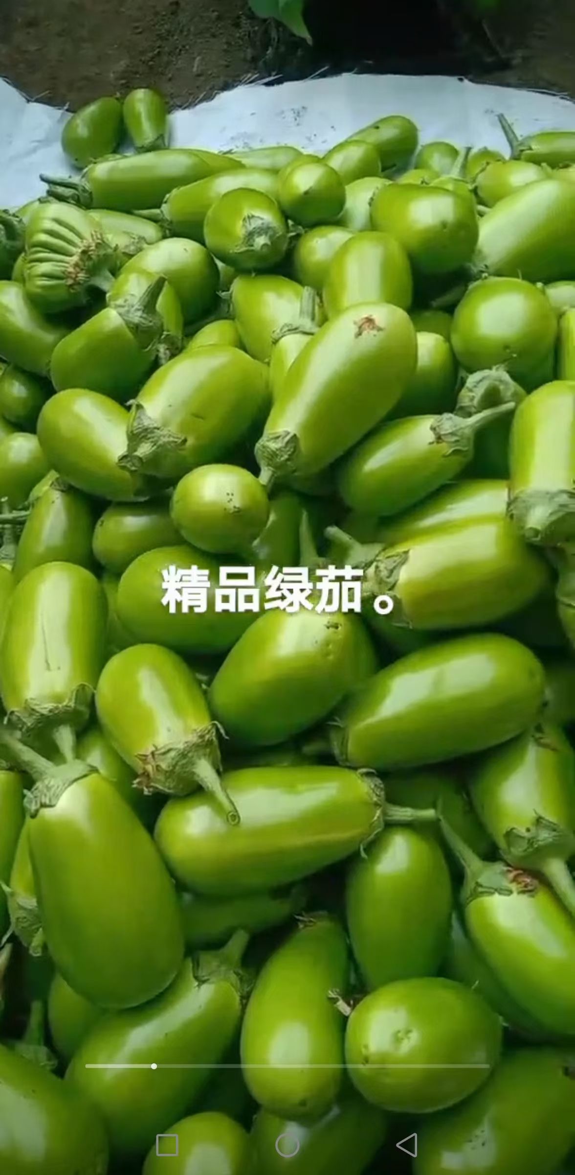 青茄 精品绿茄子