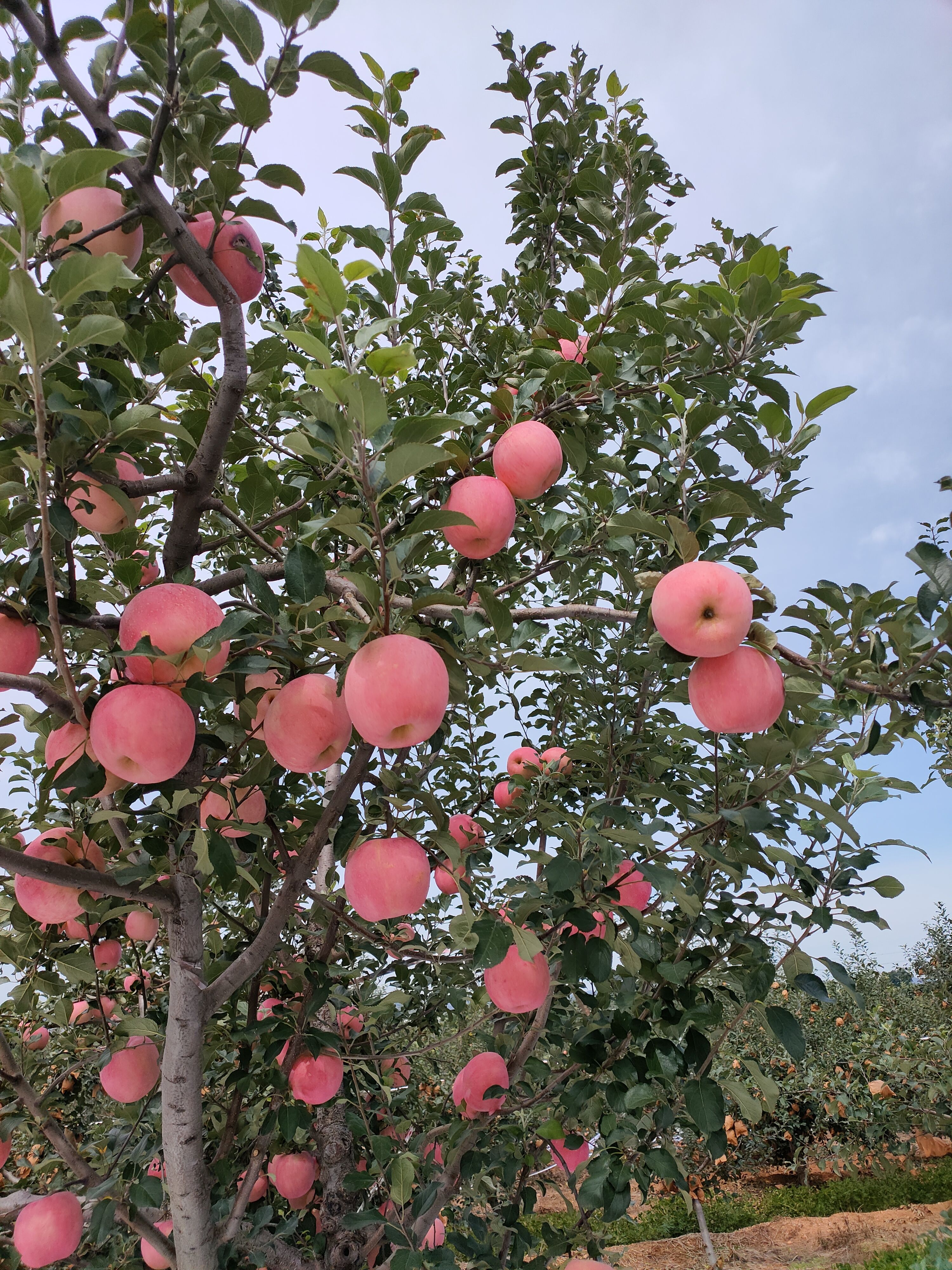 红将军苹果  红将军热卖，质量好，全红，卖相漂亮，果型高庄，口感甜脆多汁，