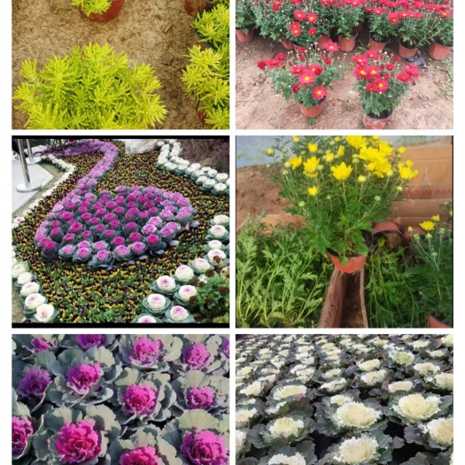 青州市羽衣甘蓝 基地供应各类租摆草花，地被，水生植物