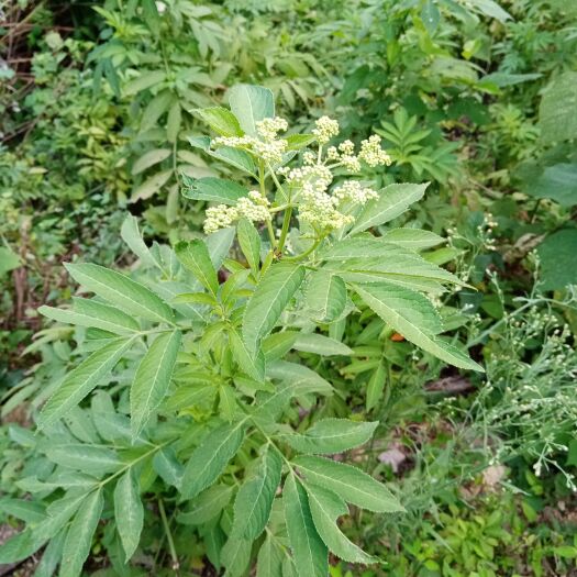 通城县大山里的接骨草，八棱麻。