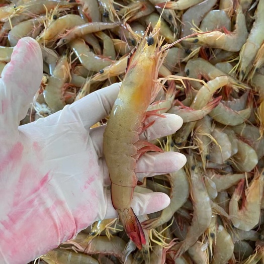 北海中国对虾  北部湾天然海明虾，海虾