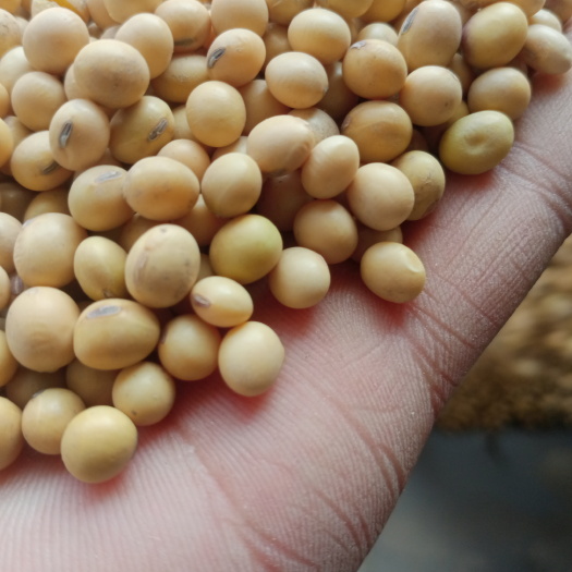 周口黄大豆  黄豆，豆制品专用大豆