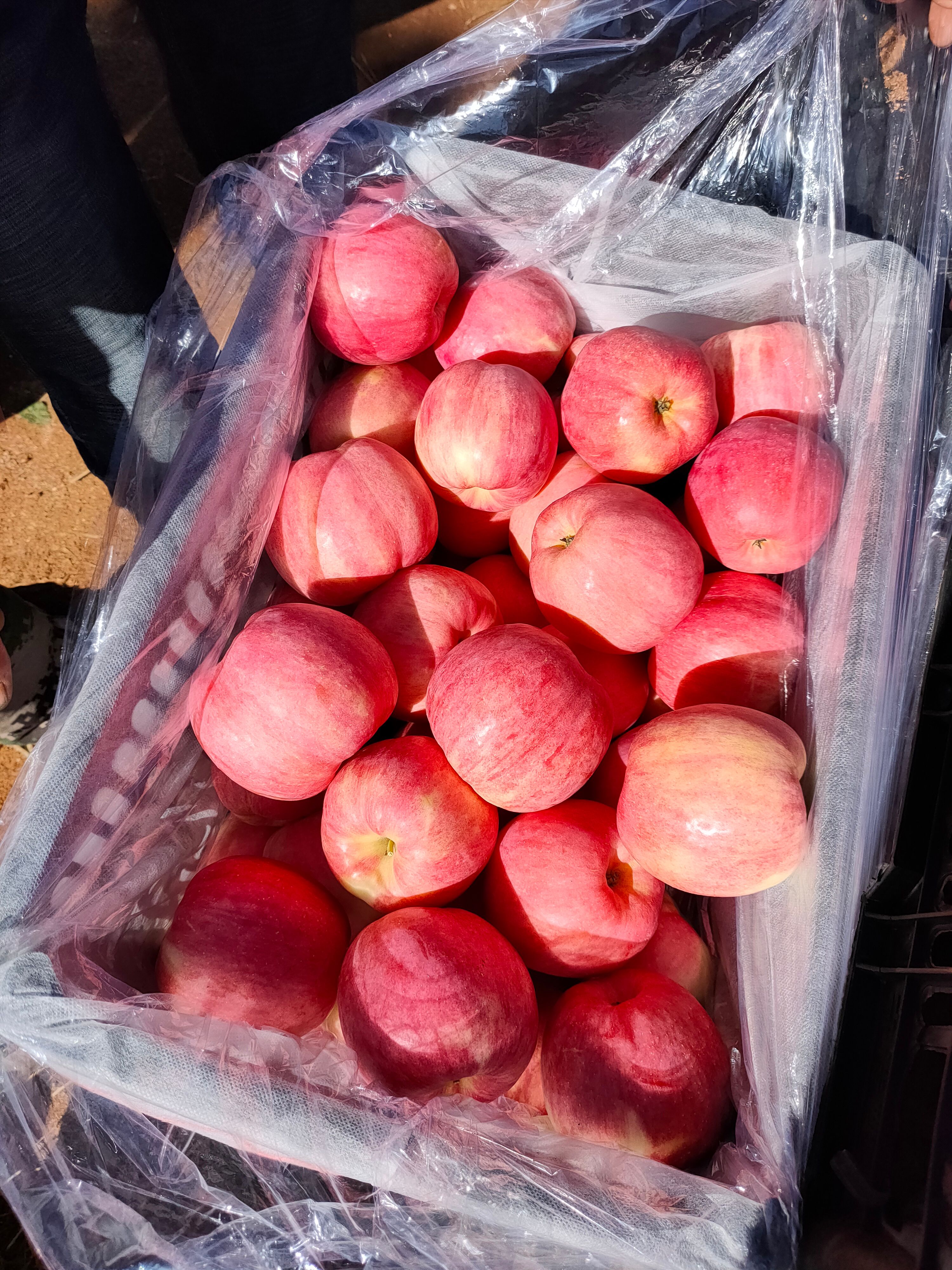  岳阳红苹果，果型高庄，质量好，全红，有鲜度，有亮度，口感好