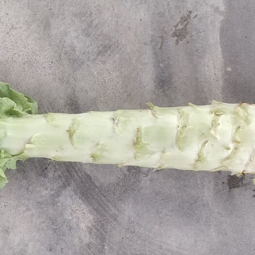 靖远县青叶莴笋  甘肃靖远尖叶莴笋大量上市