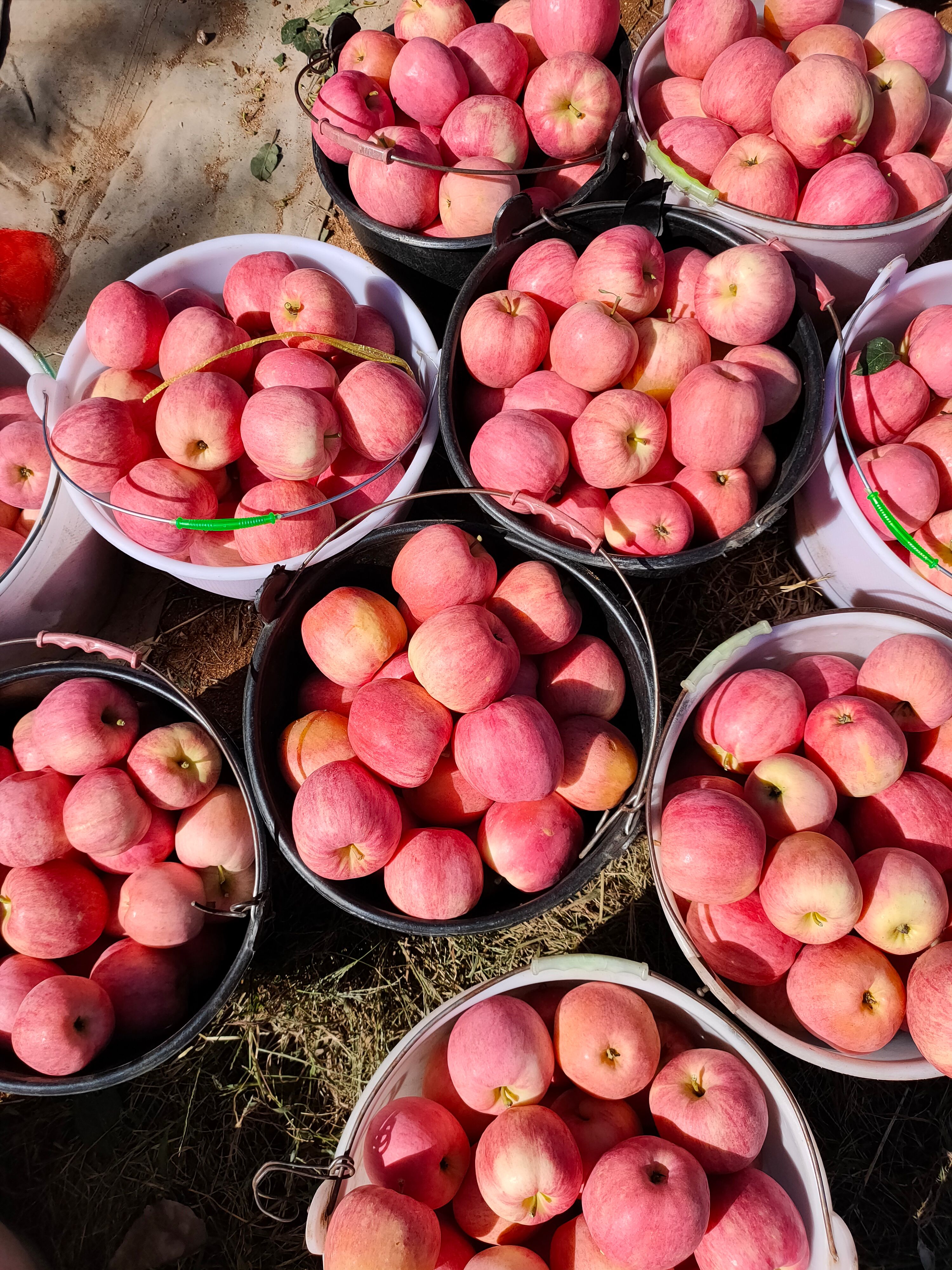  岳阳红苹果，果型高庄，质量好，全红，有鲜度，有亮度，口感好