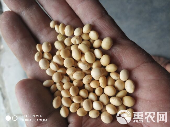 江汉平原产非转基因高蛋白大豆为制作豆腐豆浆所提供的好品种。