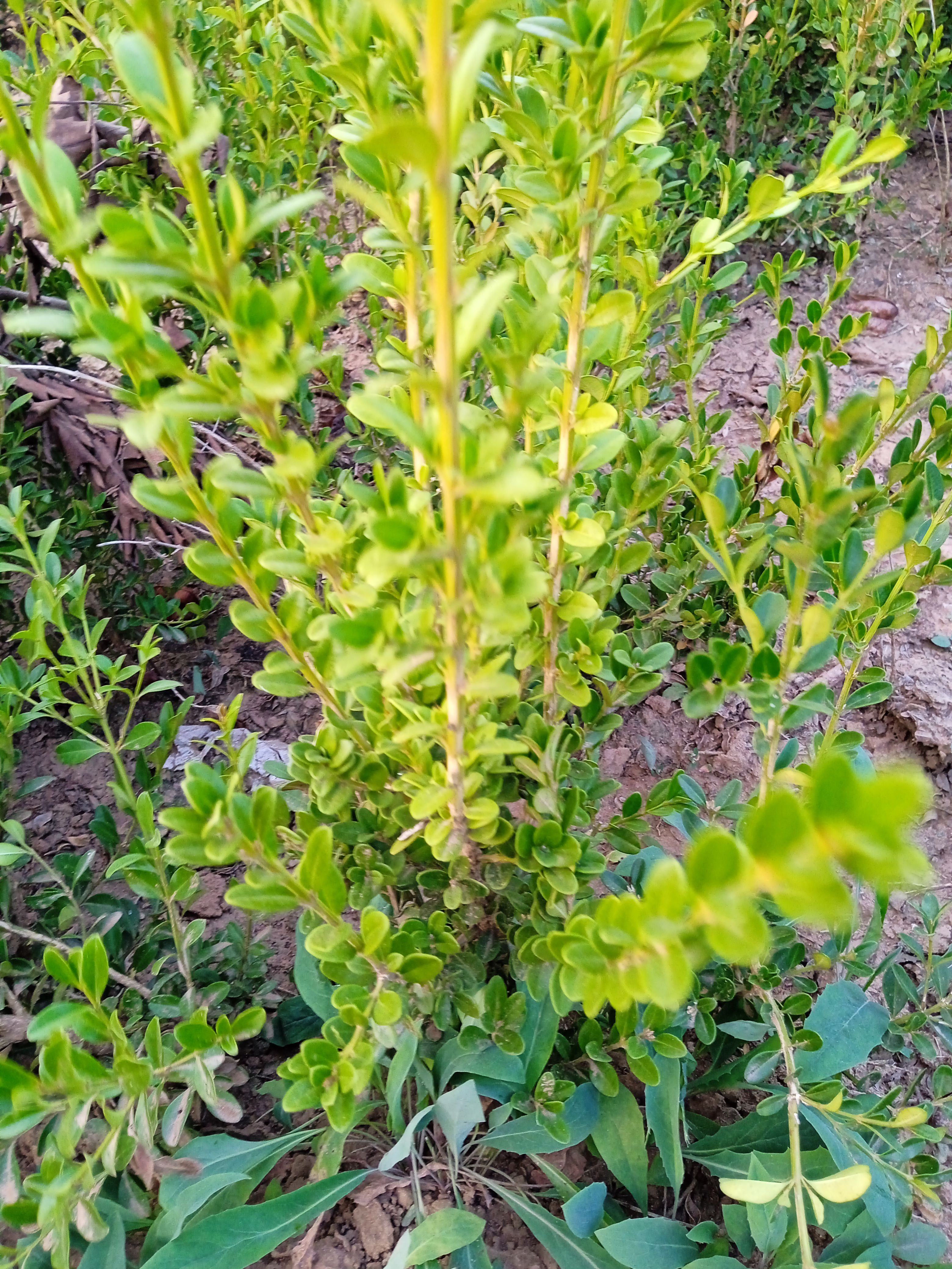 定州市朝鲜黄杨50cm60cm