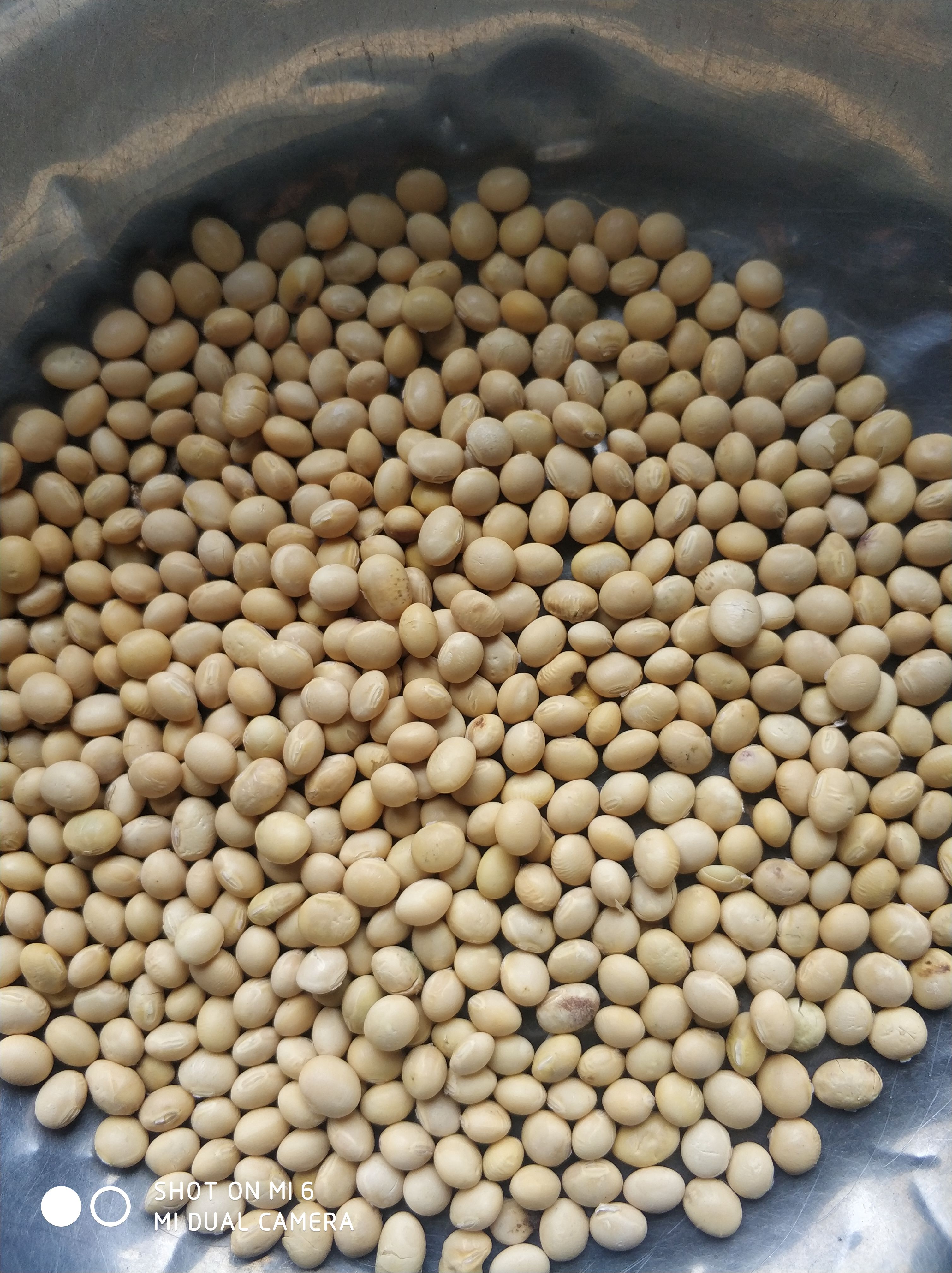 江汉平原产非转基因高蛋白大豆为制作豆腐豆浆所提供的好品种。