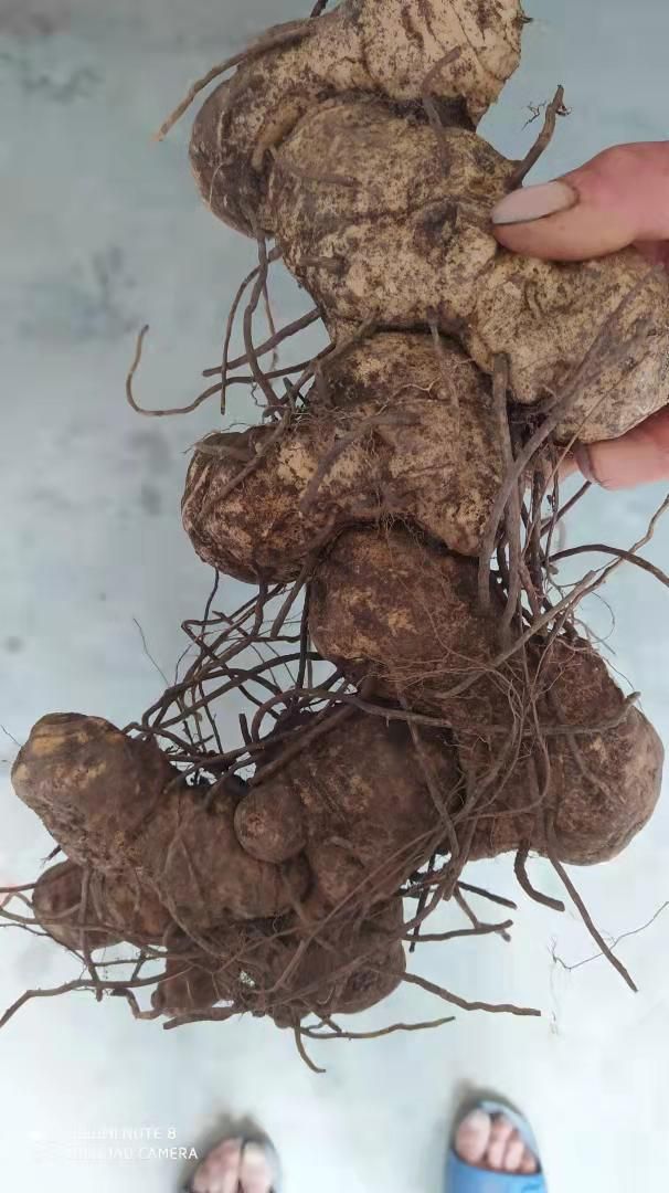 山货姜型黄精鲜货