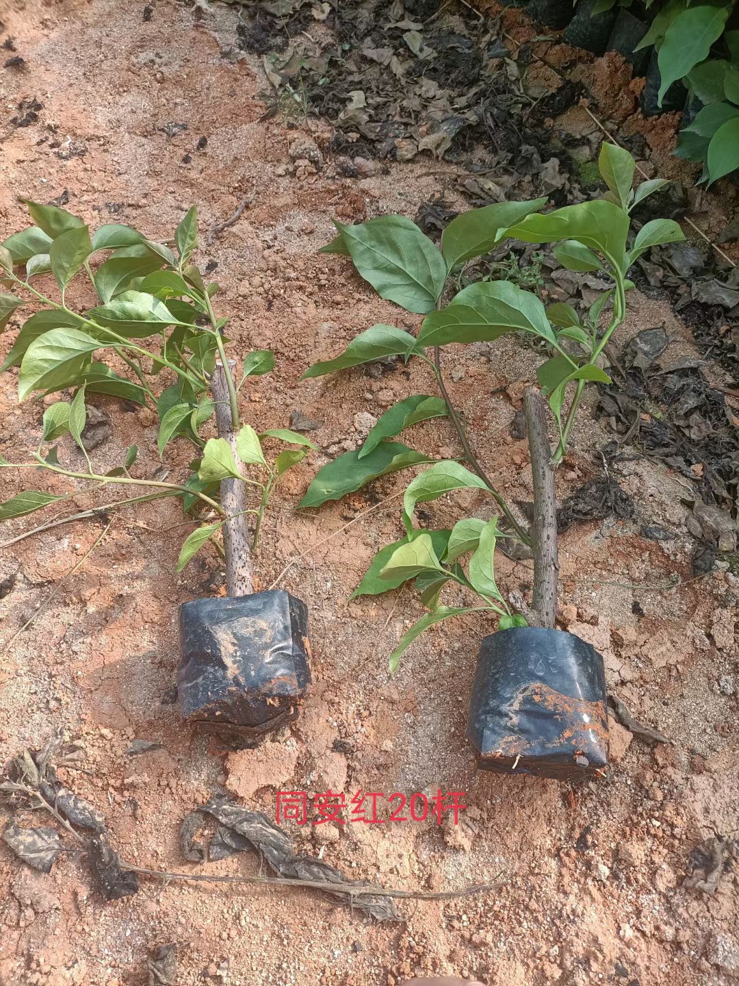 红花三角梅  重瓣紫色三角梅盆栽四季开花爬藤植物花卉