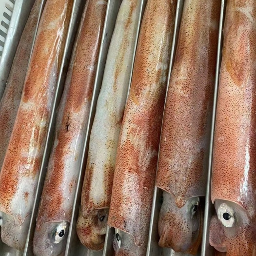 漳浦县枪乌贼 手钓大管