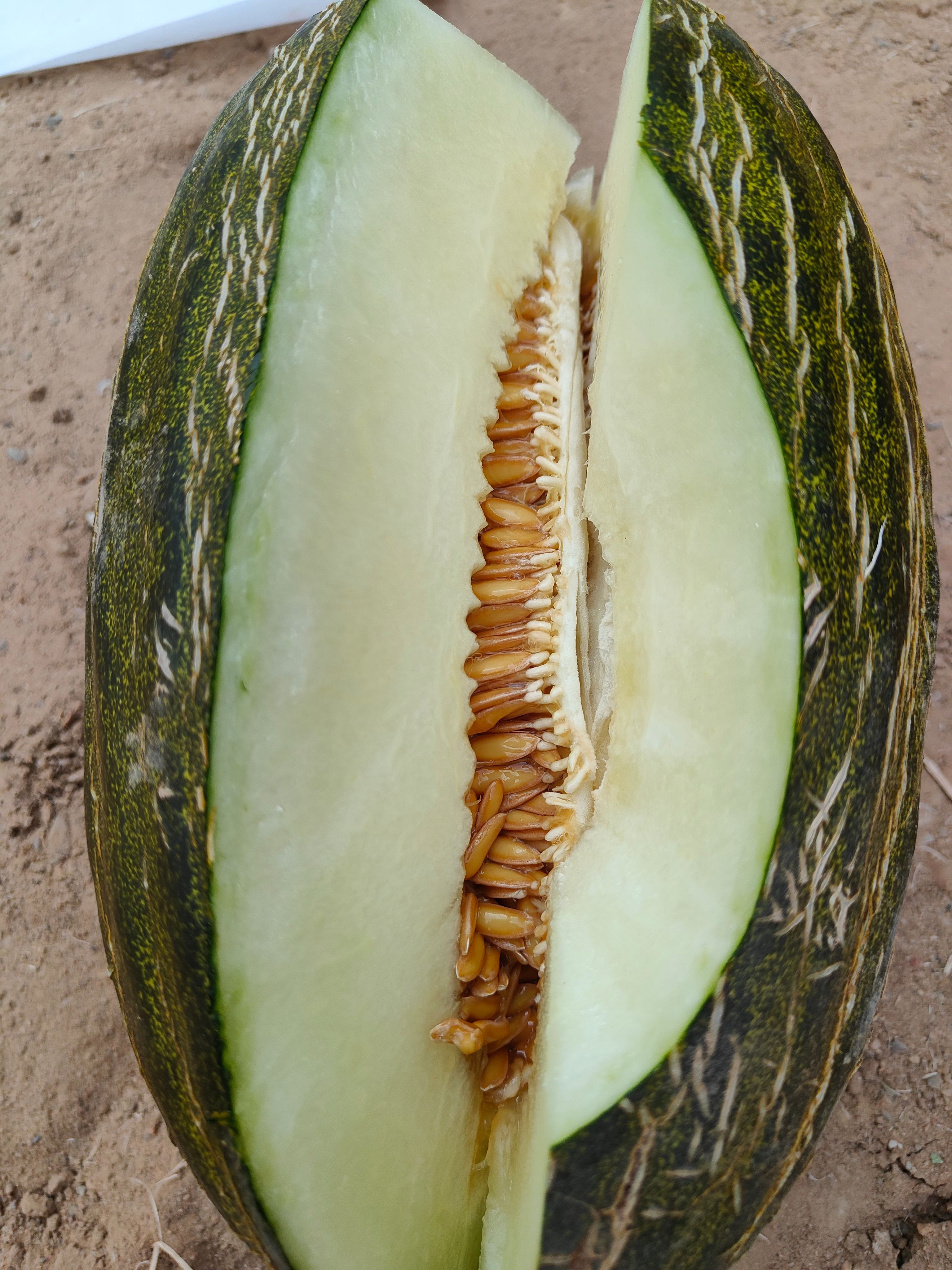 哈密瓜巴西清喉批发 甘肃玉门哈密瓜种植基地 玉门胜陇源农业集