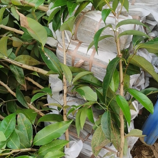灵山县供应，荔枝王苗