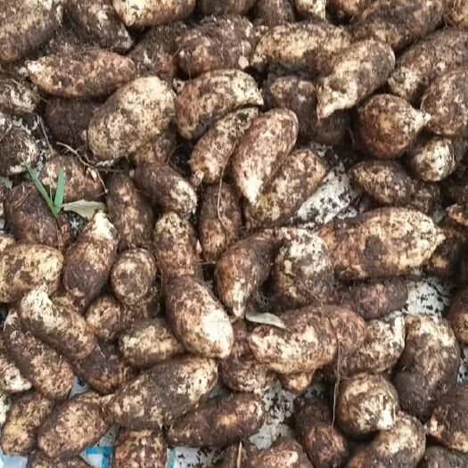 彝良县小草坝乌天麻，三级麻，7－8头一斤。