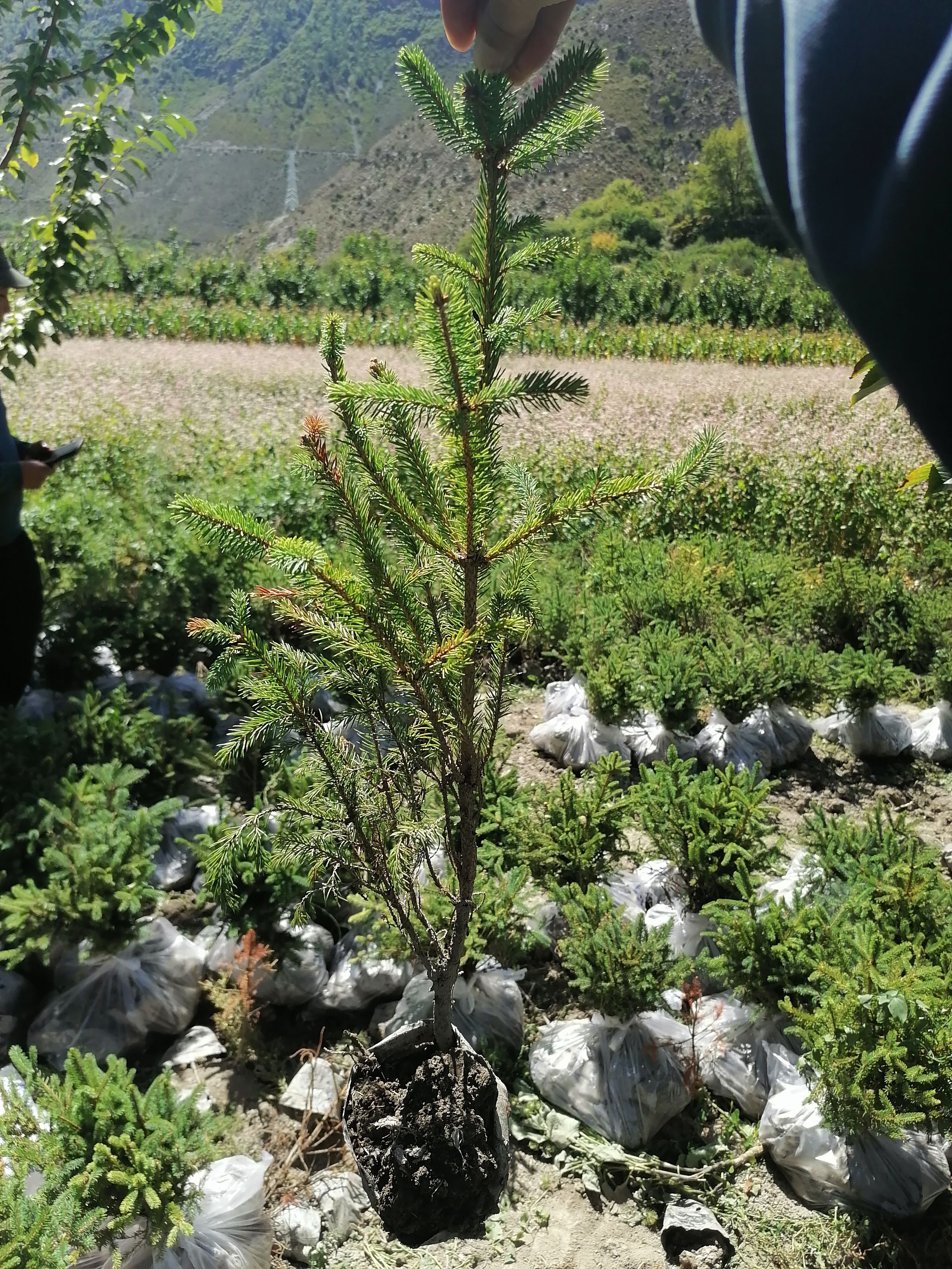 青海云杉  云杉袋苗13+15/14+1小杯苗，15--65