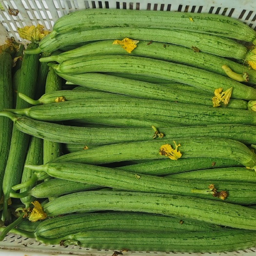 濮阳县 鲜花丝瓜基地