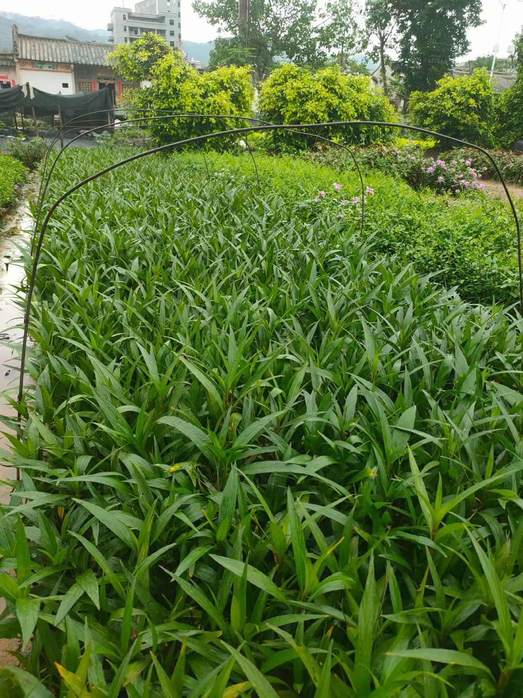 长春花，紫牡丹，翠卢莉5斤袋，7斤杯