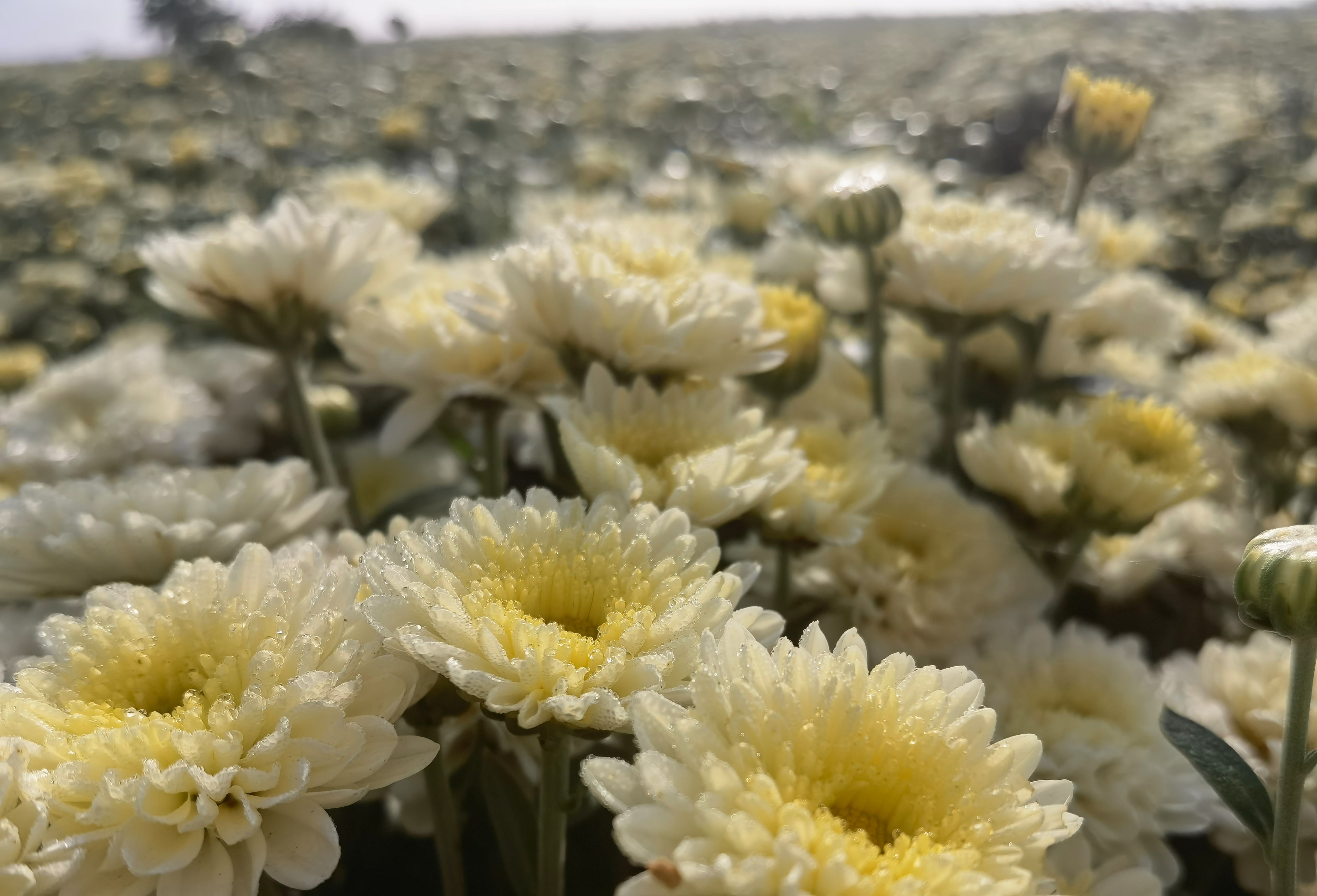 七月菊 菊花，北京菊，基地供应，量大价优
