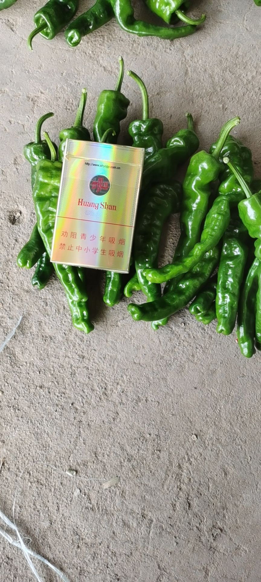 皱皮椒  安徽精品香辣小皱皮