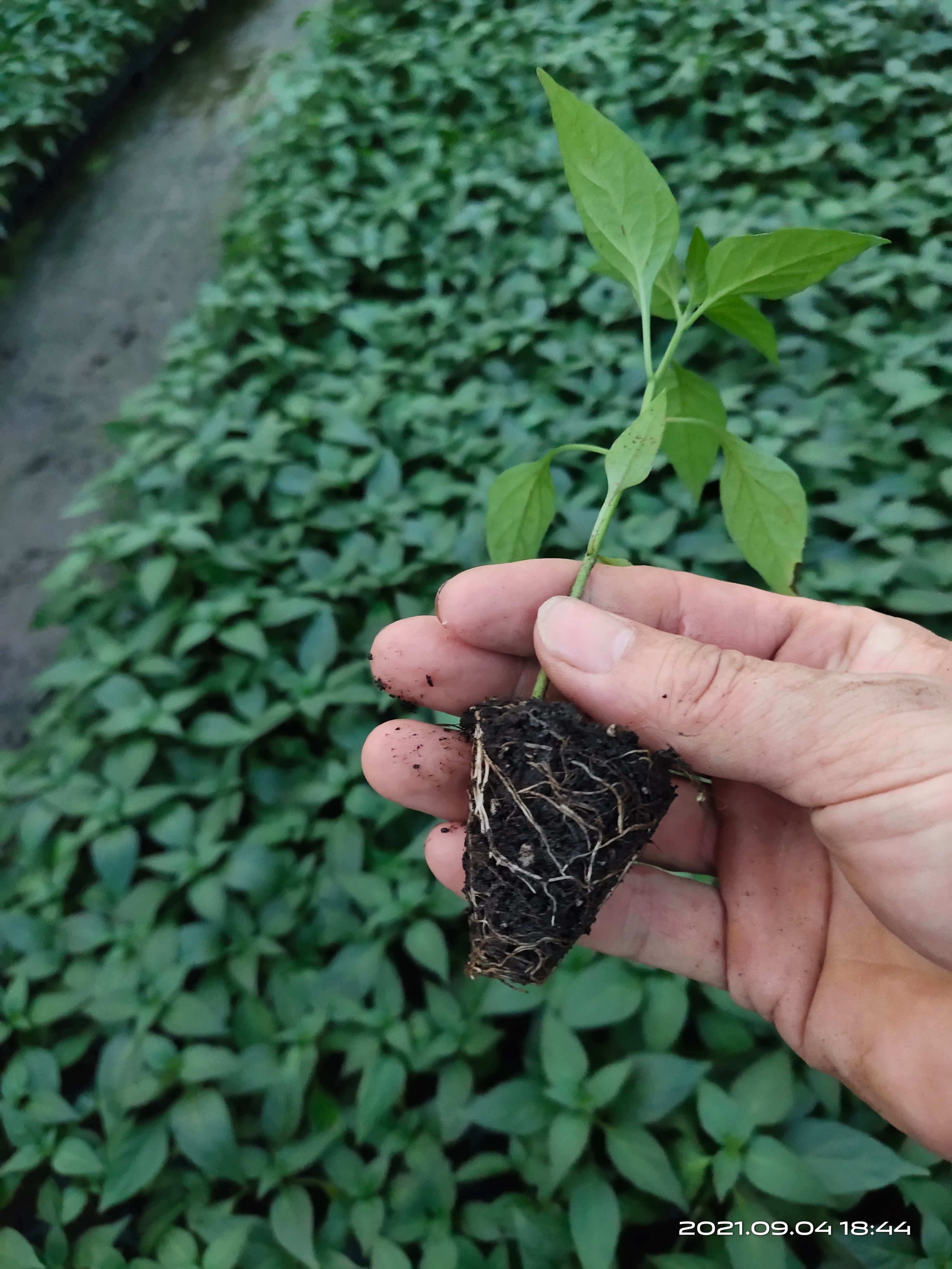 朝天椒苗 单生 基地直供 品质保证 量大从优 包邮