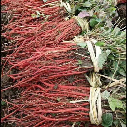 新绛县丹参种苗  山东 紫花丹参苗颜色红，产量高，全国供货
