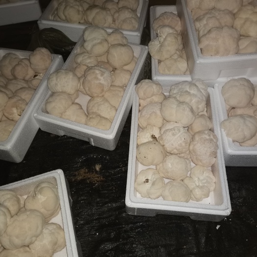 鲜猴头菇  猴头菇送礼礼品