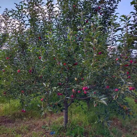 开原市鸡心果树 鸡心果苗 锦绣海棠树苗 品种优良 东北耐寒种植技术 产地批发