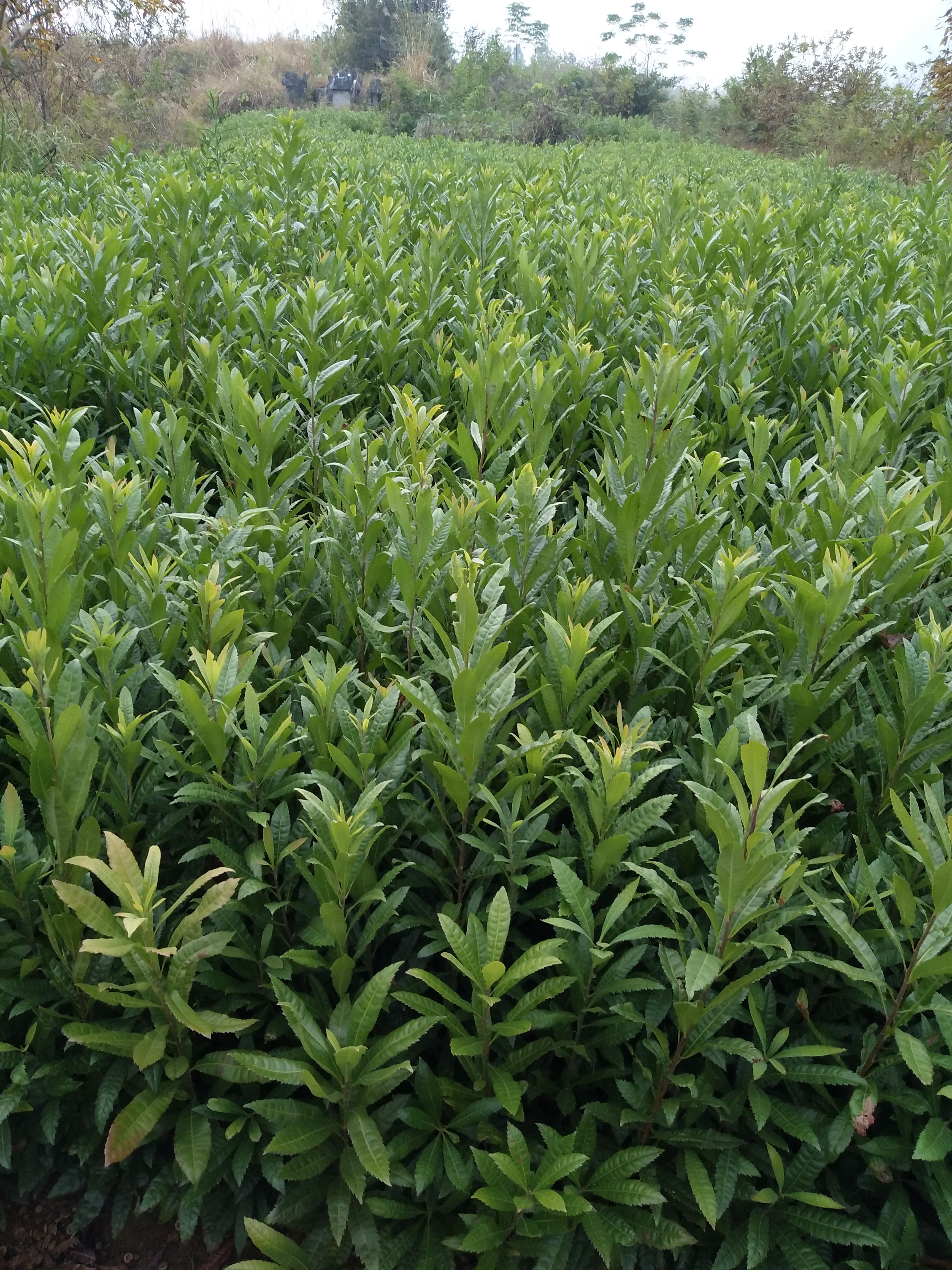 杨梅苗  实地供应杨梅小苗