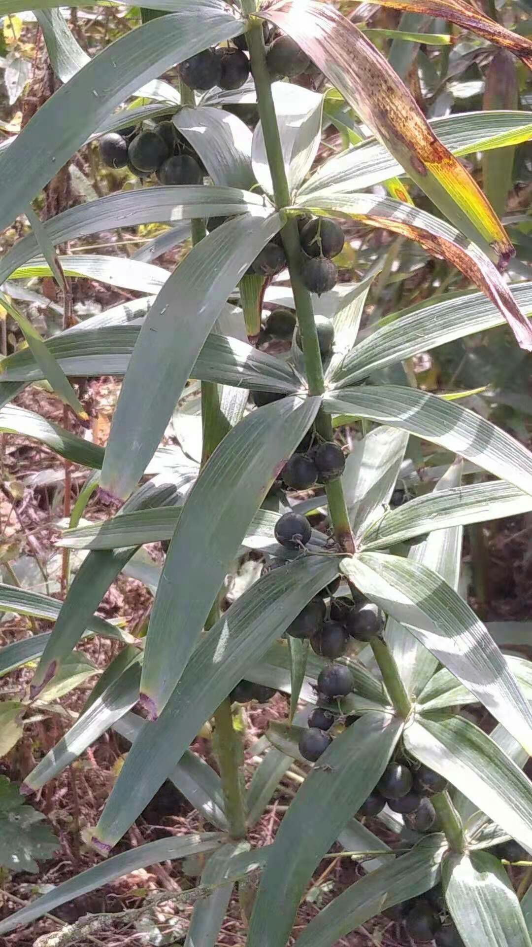 黄精种子  东北产，鸡头黄精新鲜种子