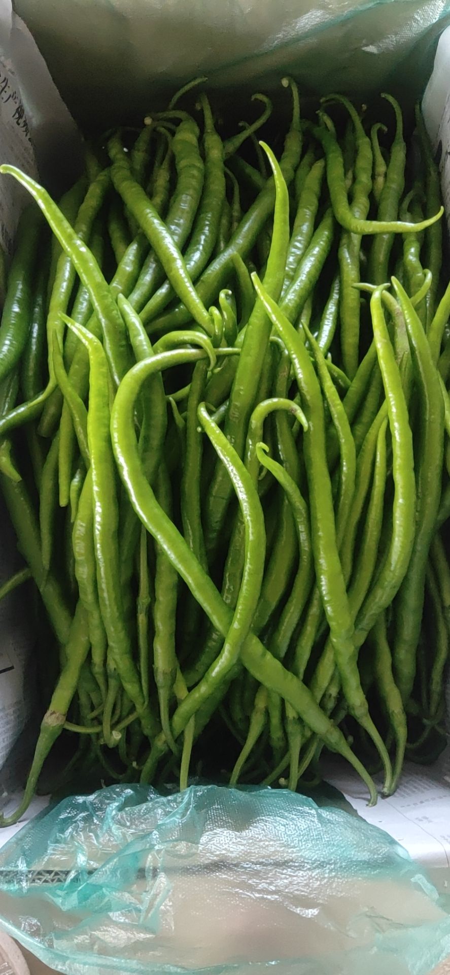精品线椒，二荆条，3号椒，8号椒，皱皮，螺丝椒，301，
