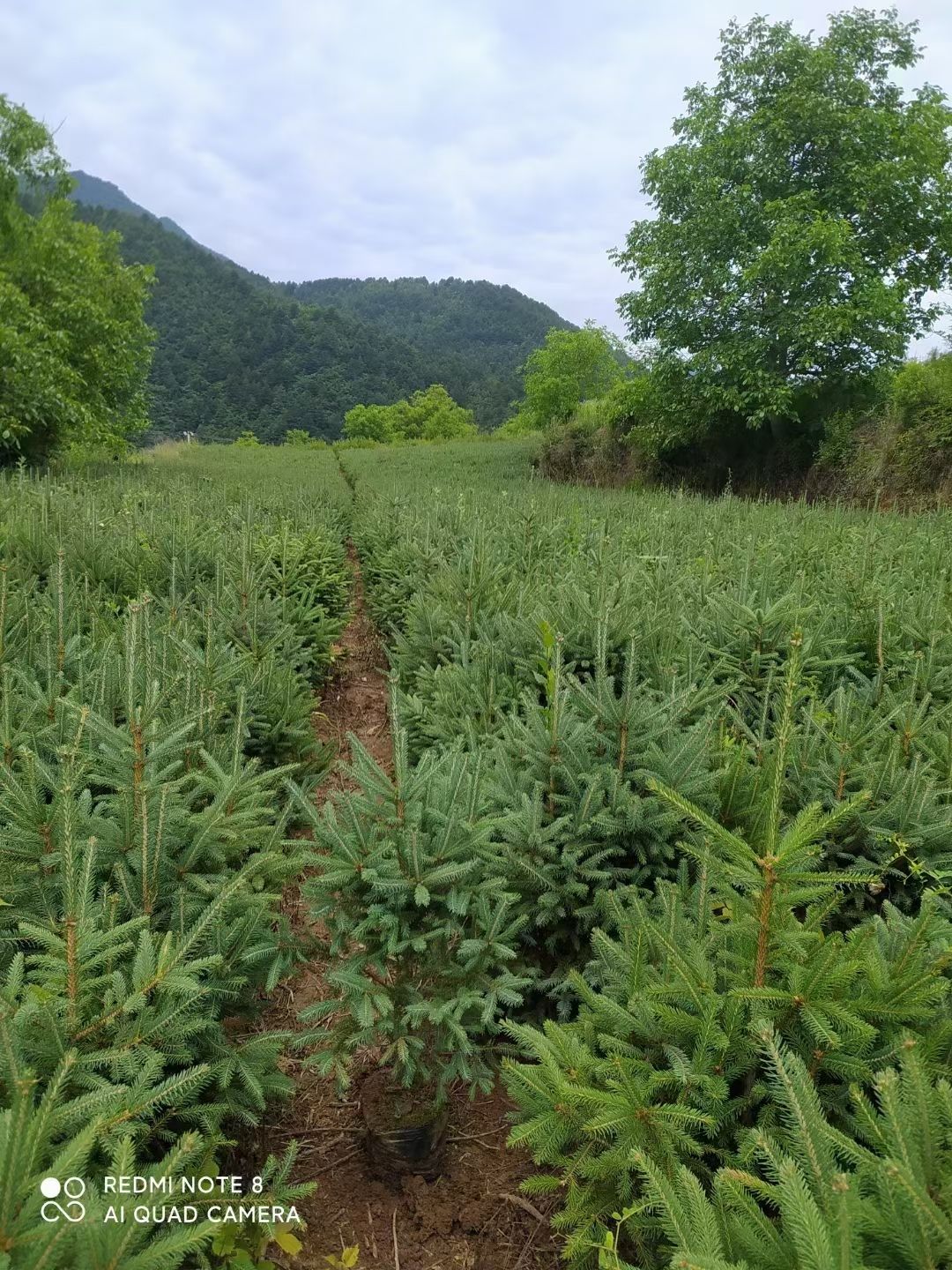 康定云杉  圣诞树，耐寒耐旱，成活率高