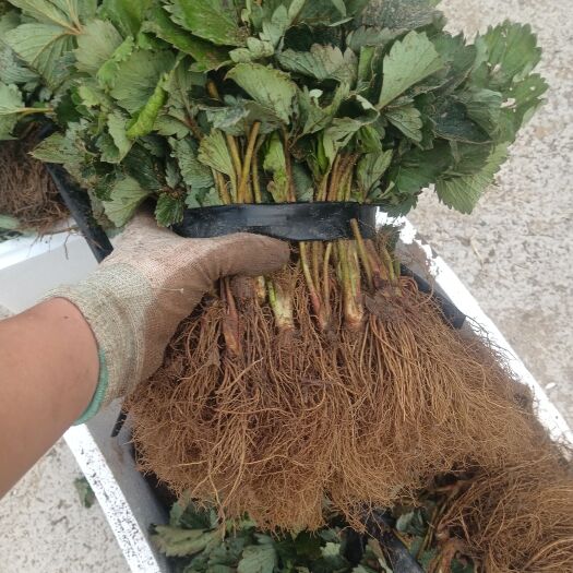 泰安红颜草莓苗  ，一级矮壮草莓苗，保证品种，基地直销