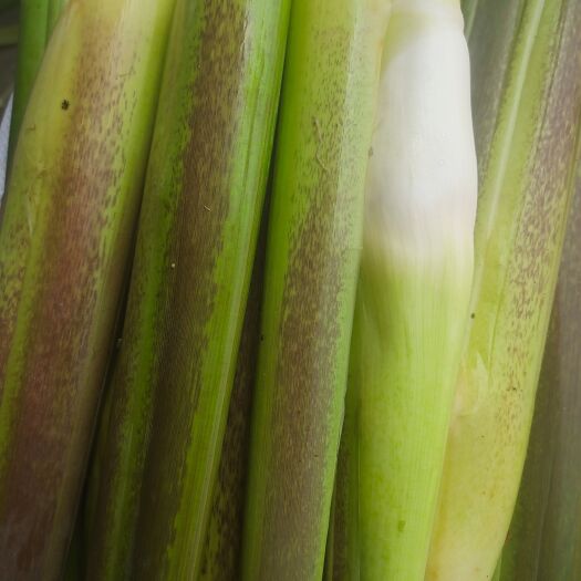 芜湖茭白 精品