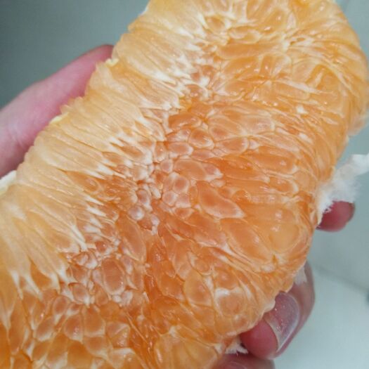 平和县柚子  正宗平和琯溪黄金柚，水分充足，皮薄肉多，量大从优。
