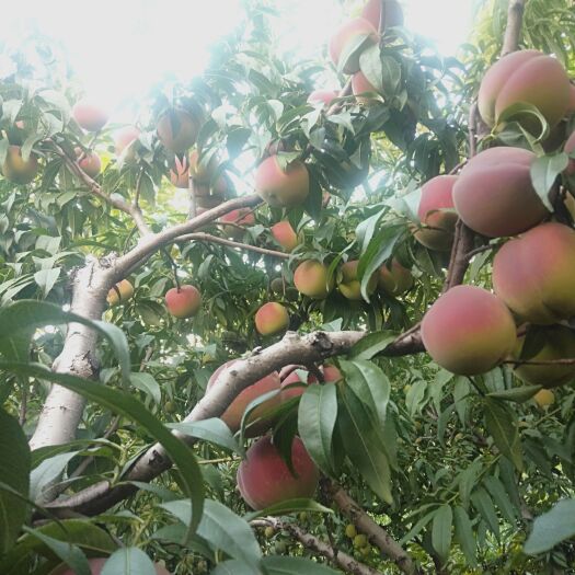 青州市老板蜜 青州蜜桃，甘甜，爽翠