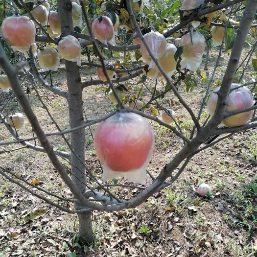 中秋王苹果